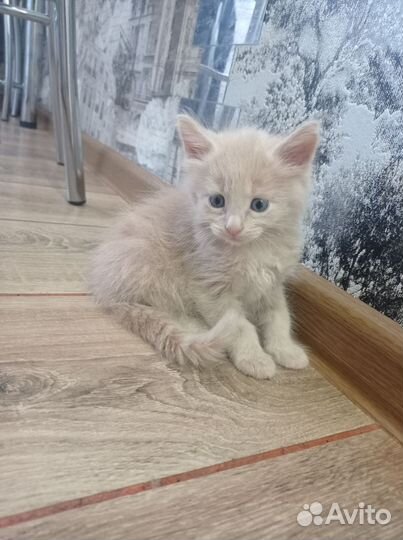 Кошки мейн-кун метис