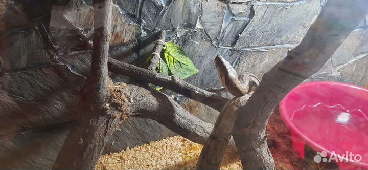 Императорский удав