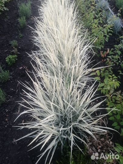 Многолетние растения для сада