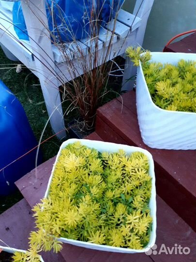 Очиток отогнутый 