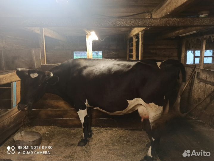 Корова дойная