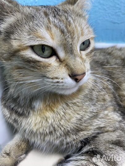 Кошка в добрые руки