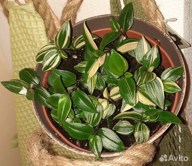 Традесканция квадриколор в кашпо