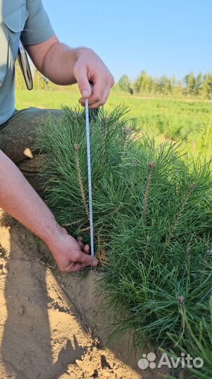 Саженцы сосны обыкновенной окс от производителя