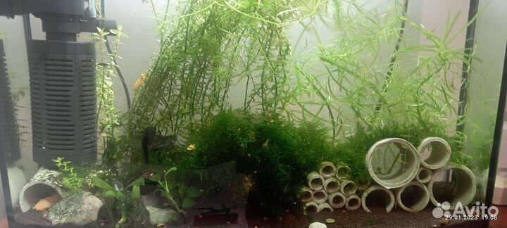 Аквариум Аквариумные растения улитки