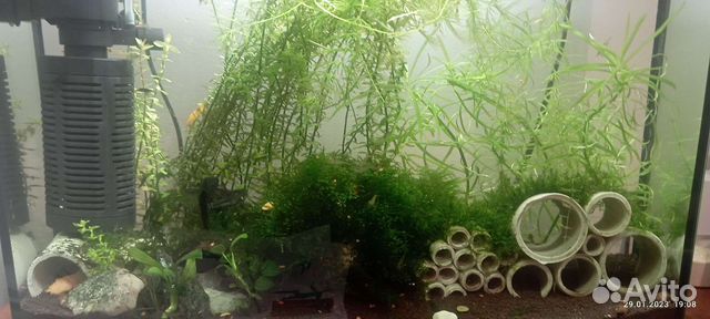 Аквариум Аквариумные растения улитки