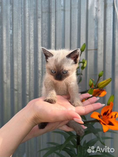 Котята в добрые руки бесплатно