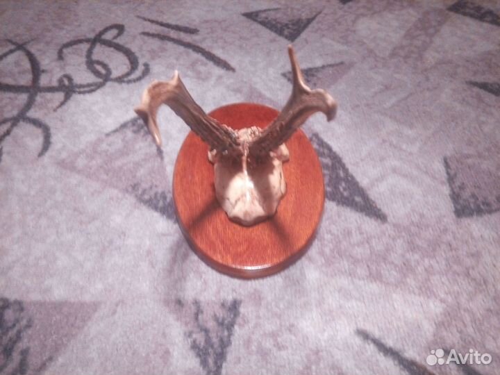 Рога касули