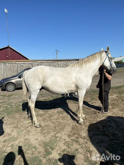 Лошади орловской породы