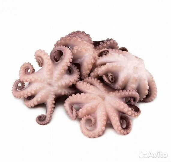 Осьминоги свежемороженые