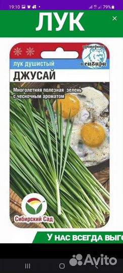 Рассада помидор