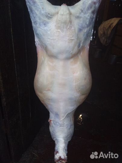 Молодняк бараны