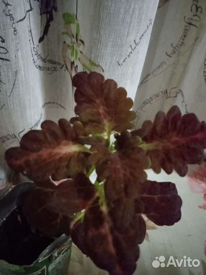 Цветы колеусы