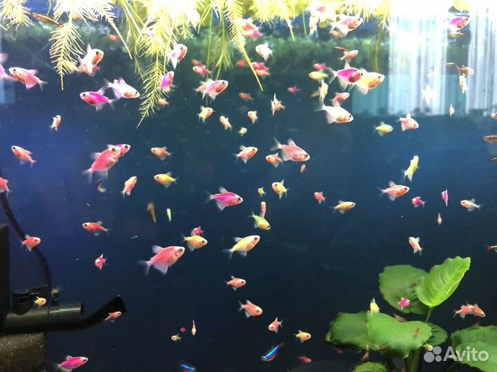 Тернеция гло