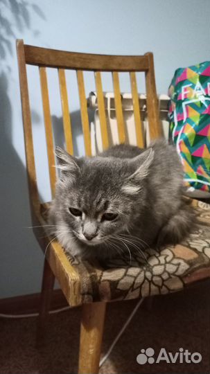 Брошенный кот