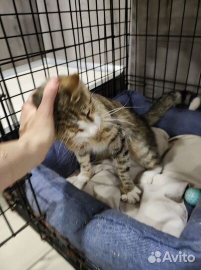 Ласковый котик в добрые руки