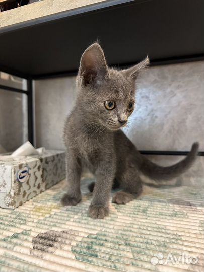 Ласковые котята