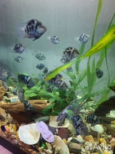 Рыбки в аквариум сапфировый попугай, попугай панда