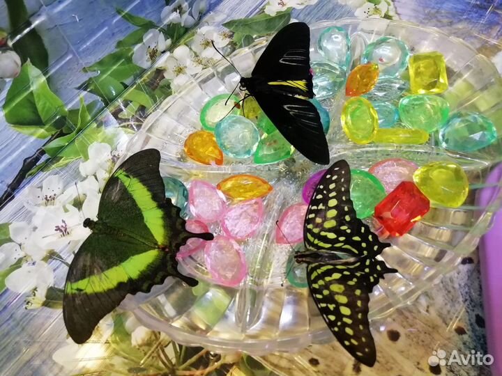 Живые тропические бабочки