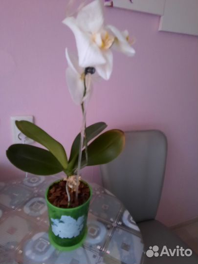 Орхидея
