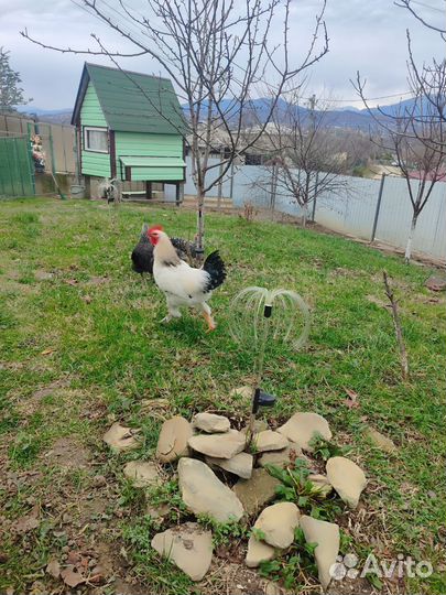 Молодые петухи