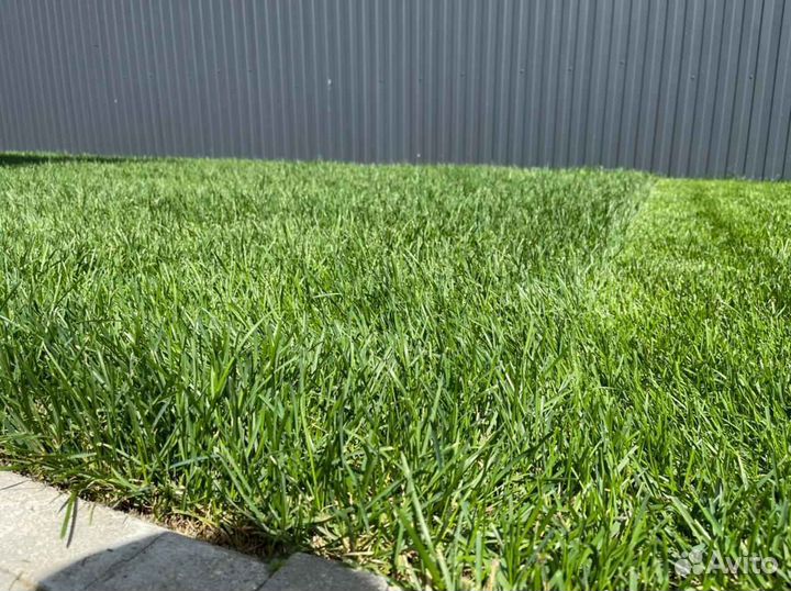 Рулонный газон от производителя