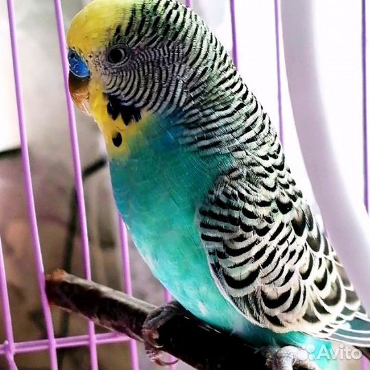 Волнистый попугай