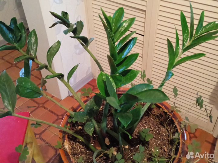 Эпифиллум молодой