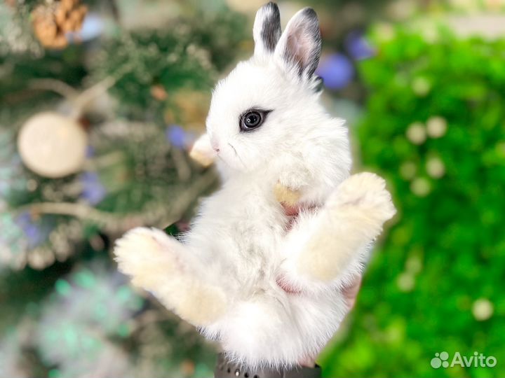 Карликовый кролик - хотот как у Самойловой