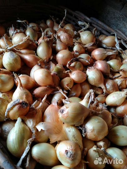 Лук репчатый