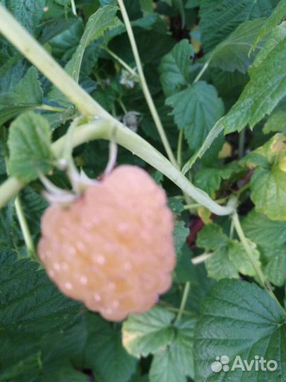 Инжир, малина, земляника,ежевика, мята