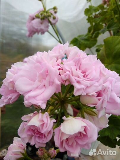 Пеларгония (герань) Millfield Rose