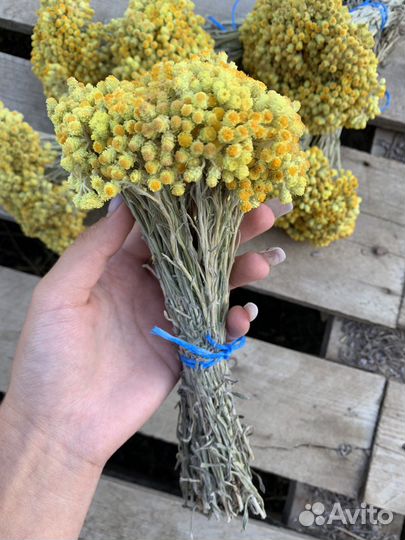 Бессмертник