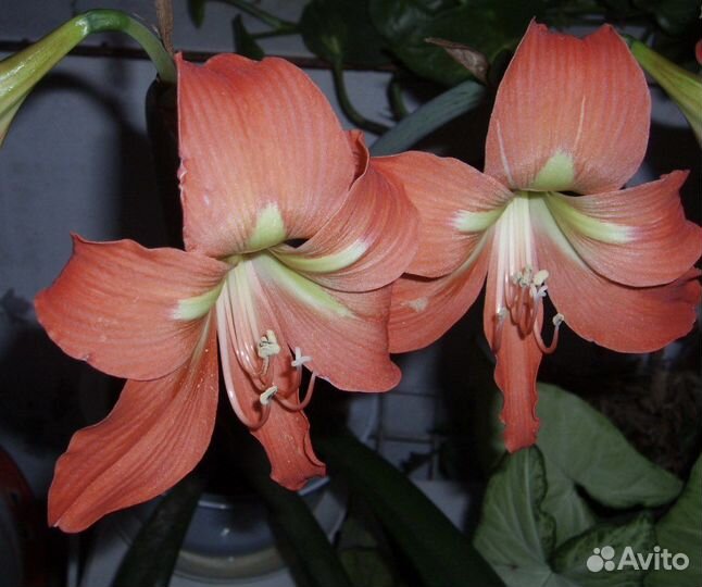 Гиппеаструм