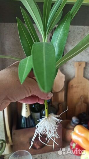 Олеандр белый и розовый,фикус Барок, Сцинд Неон