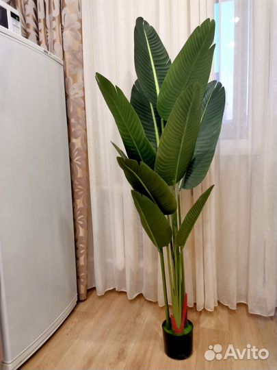 Стрелиция искусственная