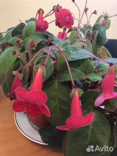 Цветы для дома