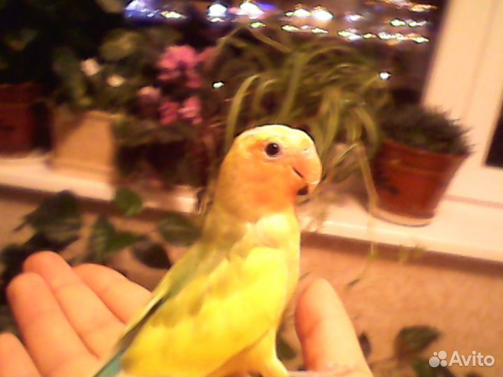 Реально ручные попугаи выкормыши