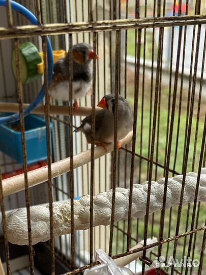 Амадины зебровые (австралийские воробьи)