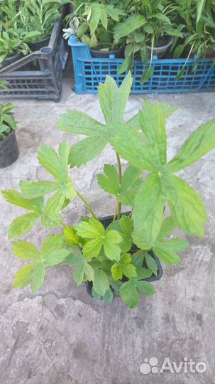 Садовые многолетники