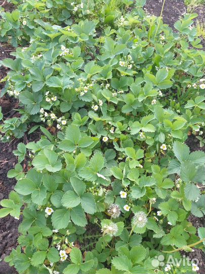 Земклуника