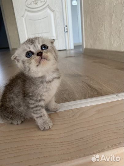 Шотландская