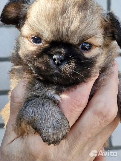 Продаются щенки карликового пекинса