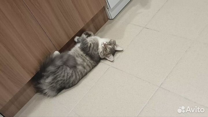 Отдам кота в добрые руки