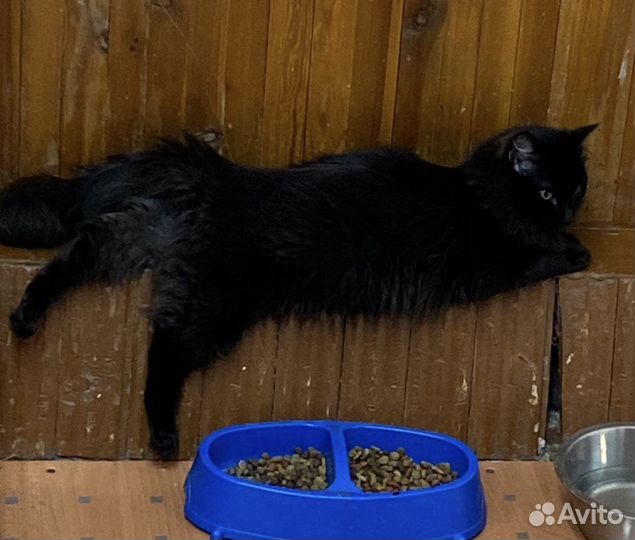 Кот-песец - кастрирован, привит в дар