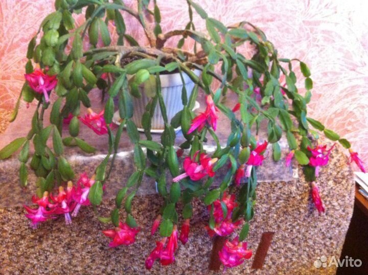 Алое, Декабрист