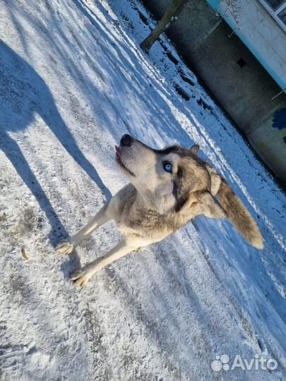 Собака в добрые руки отдам бесплатно