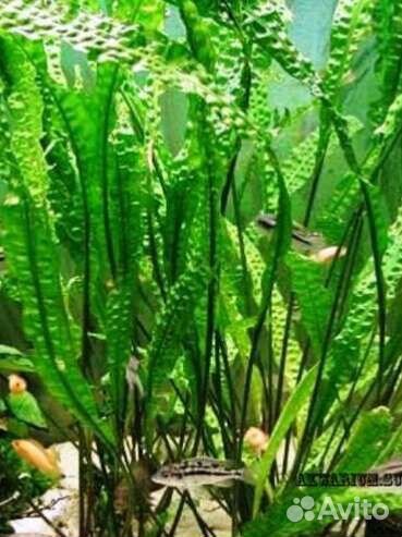 Водоросли для аквариума