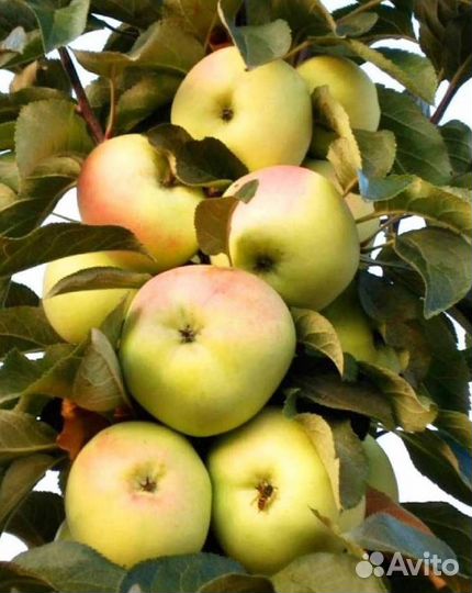 Саженцы яблони Медок