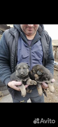 Собака немецкая овчарка